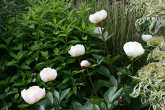 Paeonia lactiflora 'Immaculée'