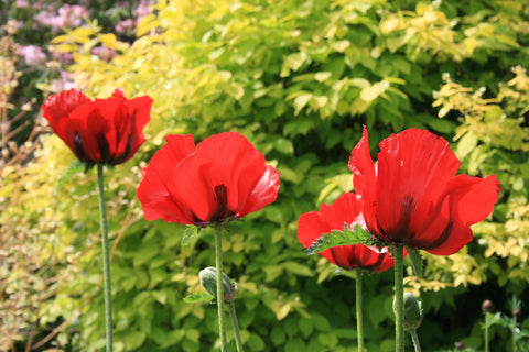 Papaver orientale (Goliath Group) 'Beauty of Livermere'