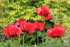 Papaver orientale (Goliath Group) 'Beauty of Livermere'