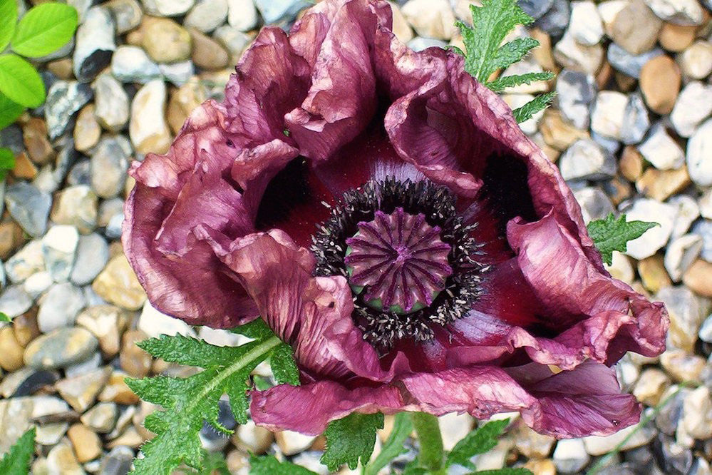 Papaver orientale 'Patty’s Plum' Ballyrobert Gardens
