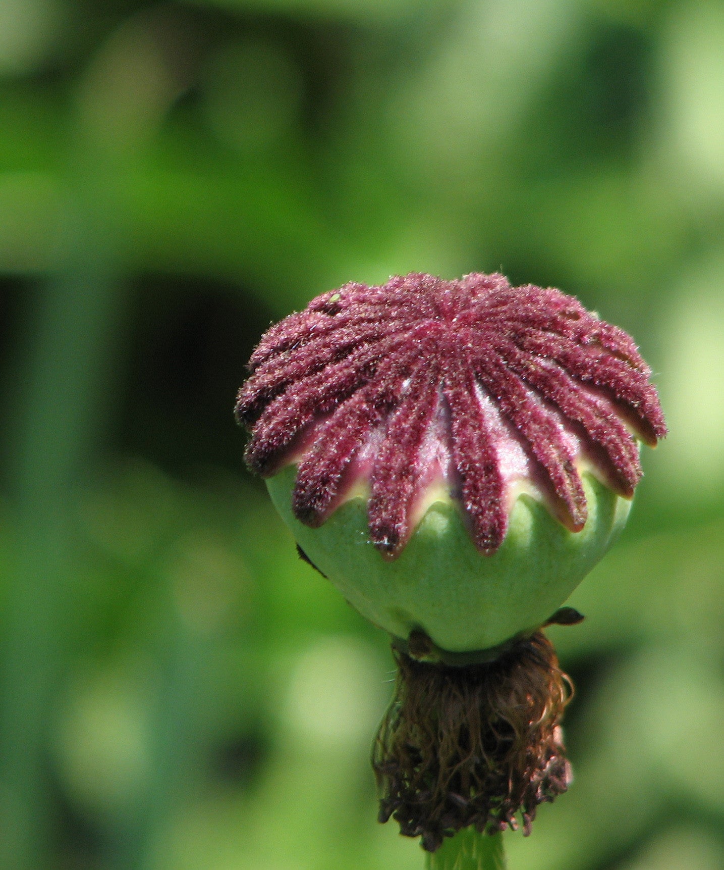 Papaver orientale 'Patty’s Plum' Ballyrobert Gardens