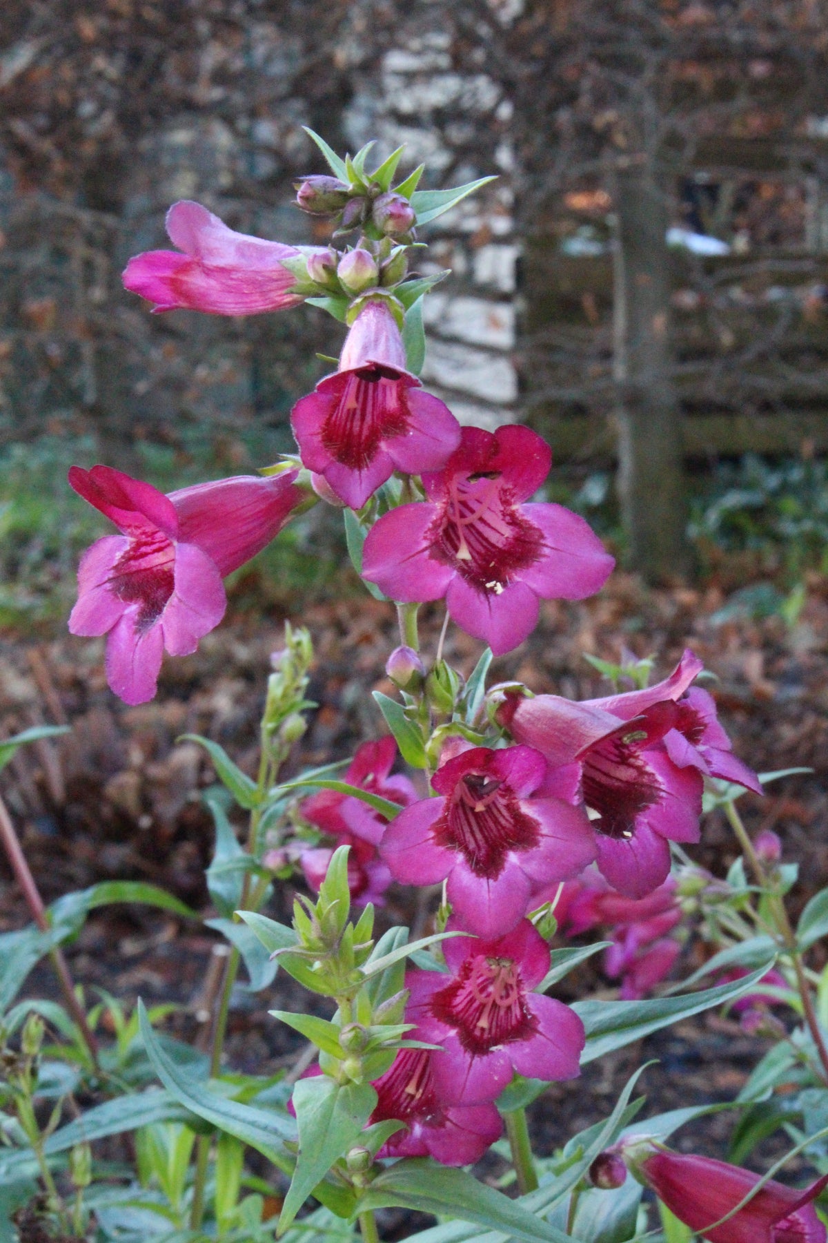 Penstemon 'Rich Ruby' – Ballyrobert Gardens
