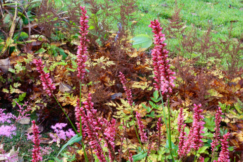 Persicaria 'Pink Elephant'