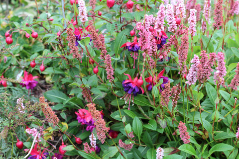 Persicaria affinis 'Darjeeling Red'