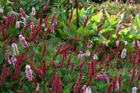 Persicaria affinis 'Superba'