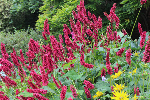 Persicaria amplexicaulis 'Dikke Floskes'