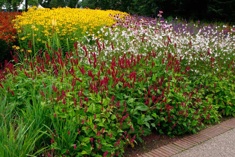 Persicaria amplexicaulis 'Fat Domino'