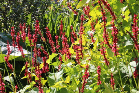 Persicaria amplexicaulis 'Firedance'