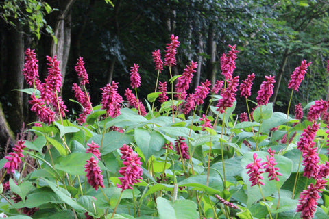 Persicaria amplexicaulis 'Inverleith'