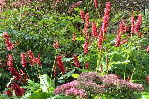 Persicaria amplexicaulis 'JS Caliente'