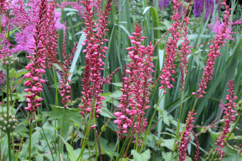 Persicaria amplexicaulis ORANGEFIELD 'Orangofield'