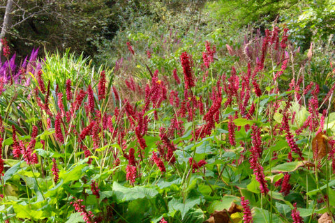 Persicaria amplexicaulis TAURUS 'Blotau'