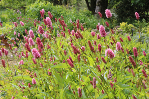 Persicaria bistorta subsp. carnea