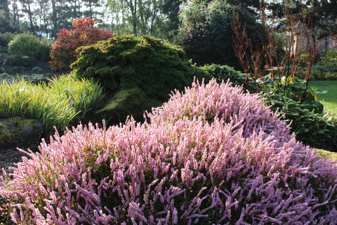 Persicaria vacciniifolia