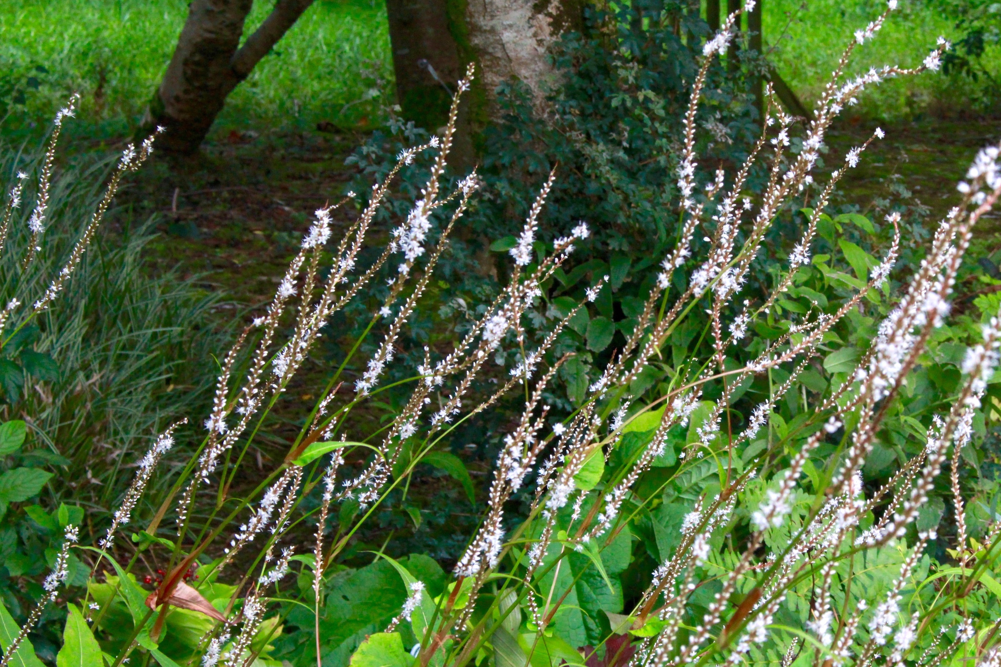 plants-beginning-with-p-page-2-ballyrobert-gardens