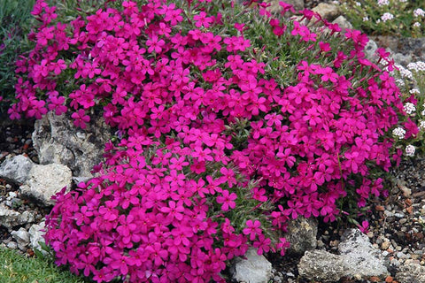 Phlox douglasii 'Red Admiral'