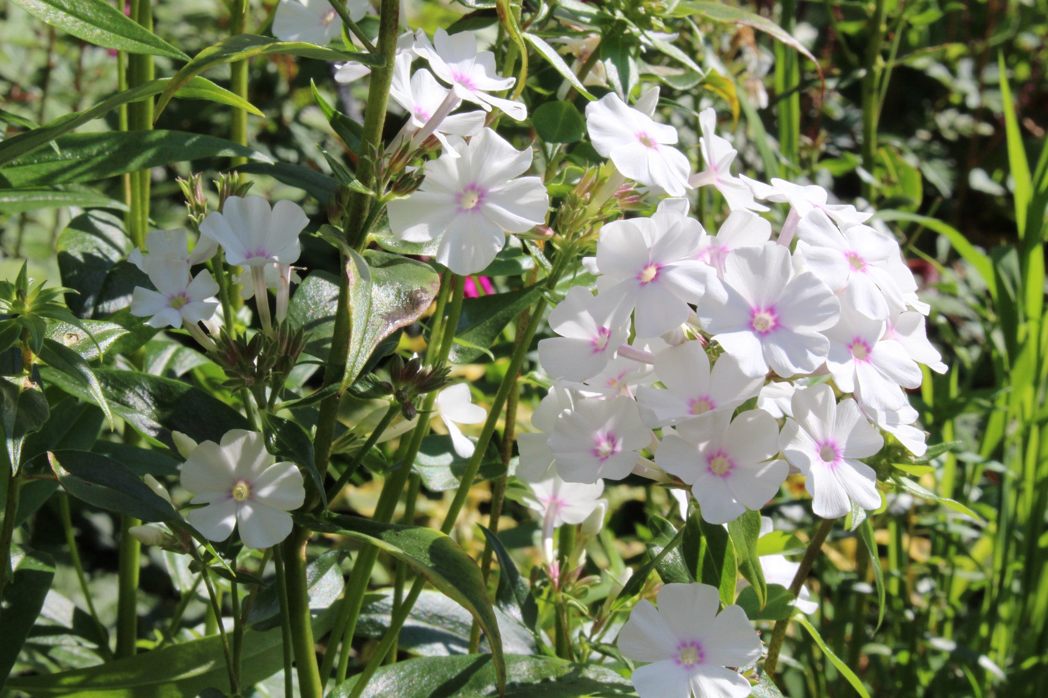 Phlox maculata 'Reine du Jour' Ballyrobert Gardens