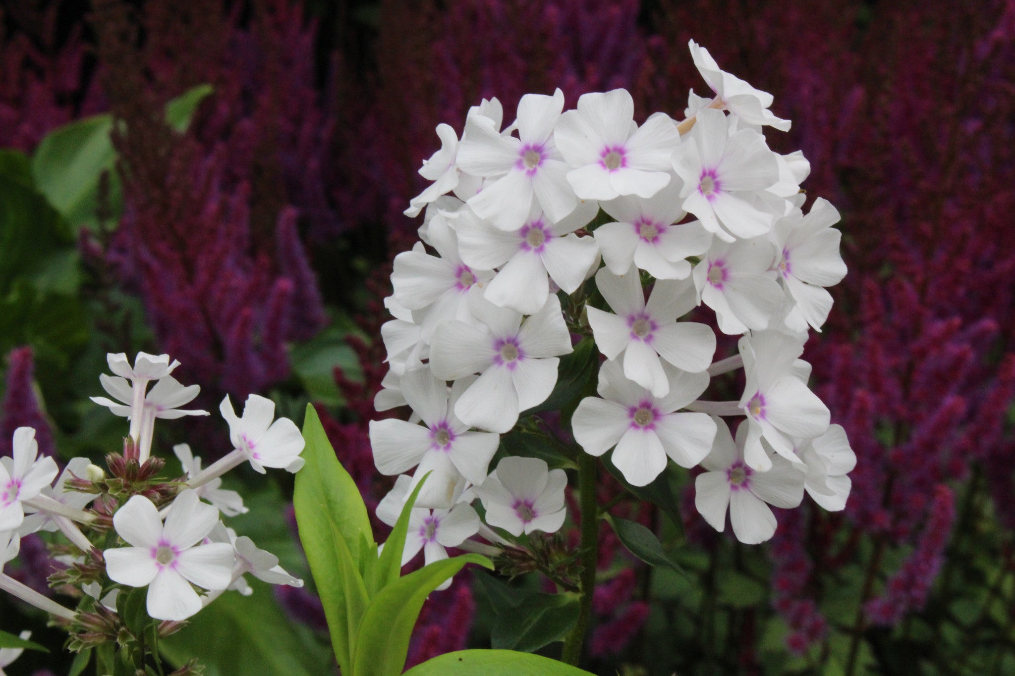 Phlox maculata 'Reine du Jour' Ballyrobert Gardens