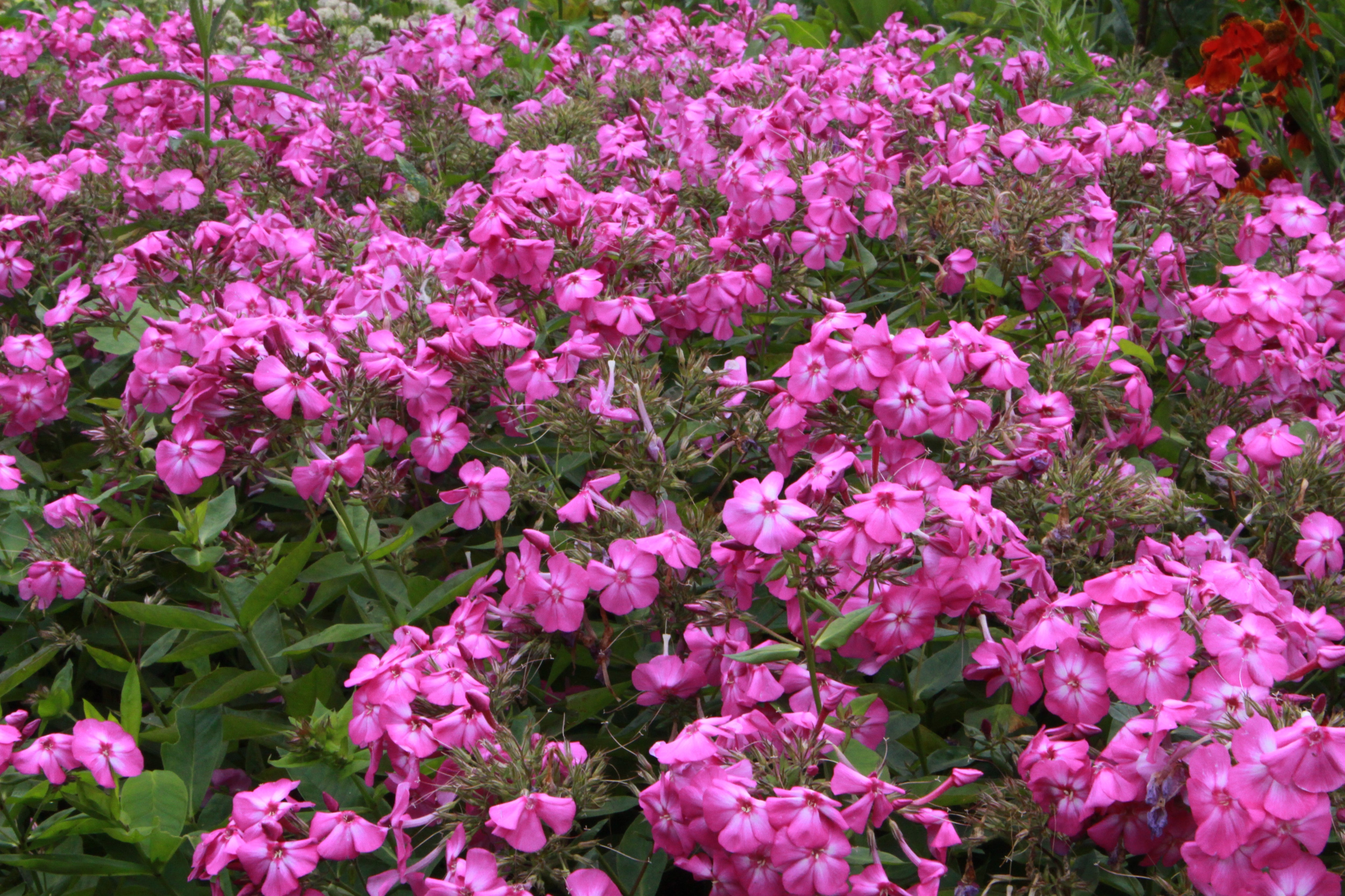 phlox amethyst plant Phlox paniculata 'Amethyst' – Ballyrobert Gardens