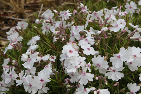 Phlox subulata 'Amazing Grace'