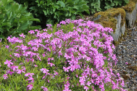 Phlox subulata 'Marjorie'