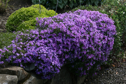 Phlox subulata 'Purple Beauty'