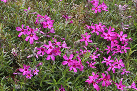 Phlox subulata 'Temiskaming'