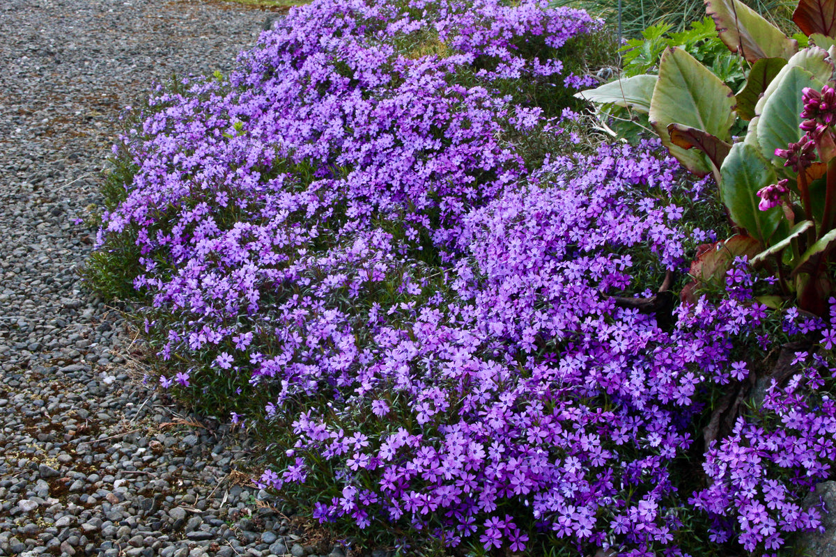 16+ Phlox Purple Beauty Phlox subulata 'Purple Beauty' – Ballyrobert Gardens