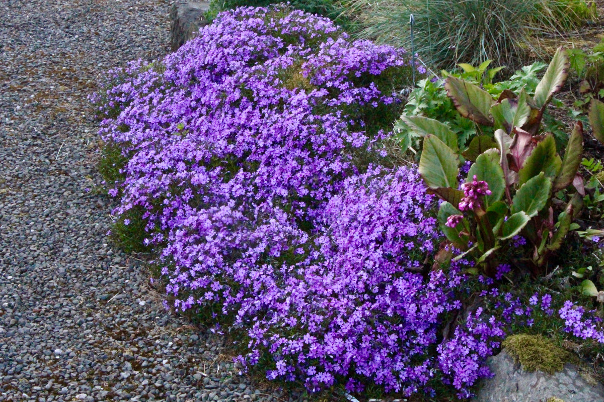 16+ Phlox Purple Beauty Phlox subulata 'Purple Beauty' – Ballyrobert Gardens