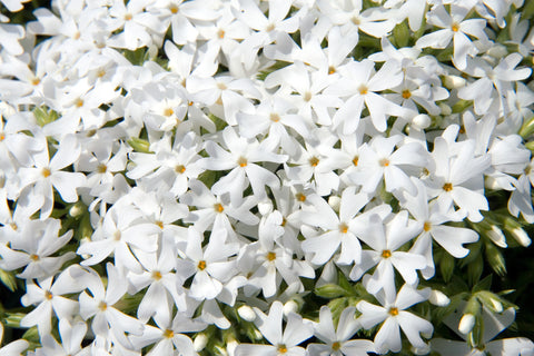 Phlox subulata 'Snowflake'