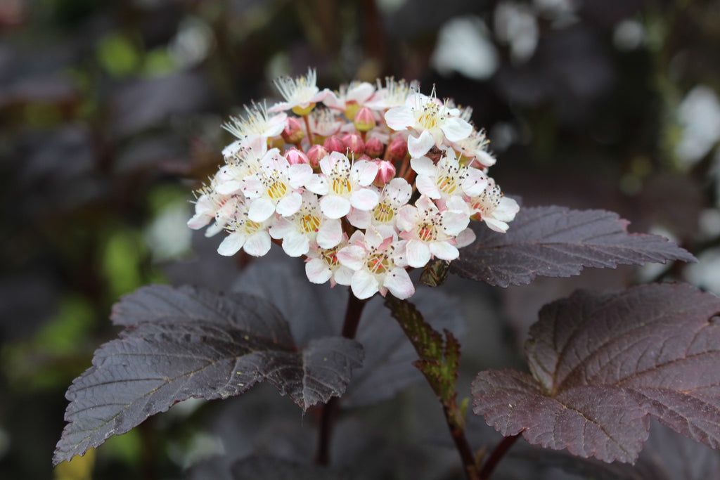 Physocarpus opulifolius 'Diabolo' Ballyrobert Gardens