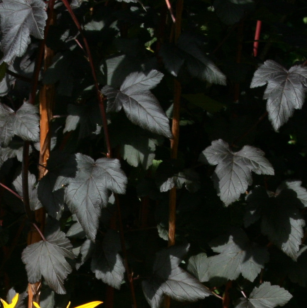 Physocarpus opulifolius 'Diabolo' Ballyrobert Gardens