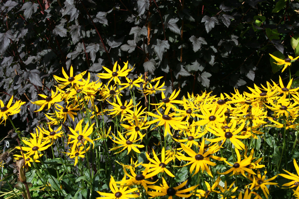 Physocarpus opulifolius 'Diabolo' Ballyrobert Gardens