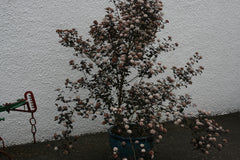Physocarpus opulifolius 'Diabolo'