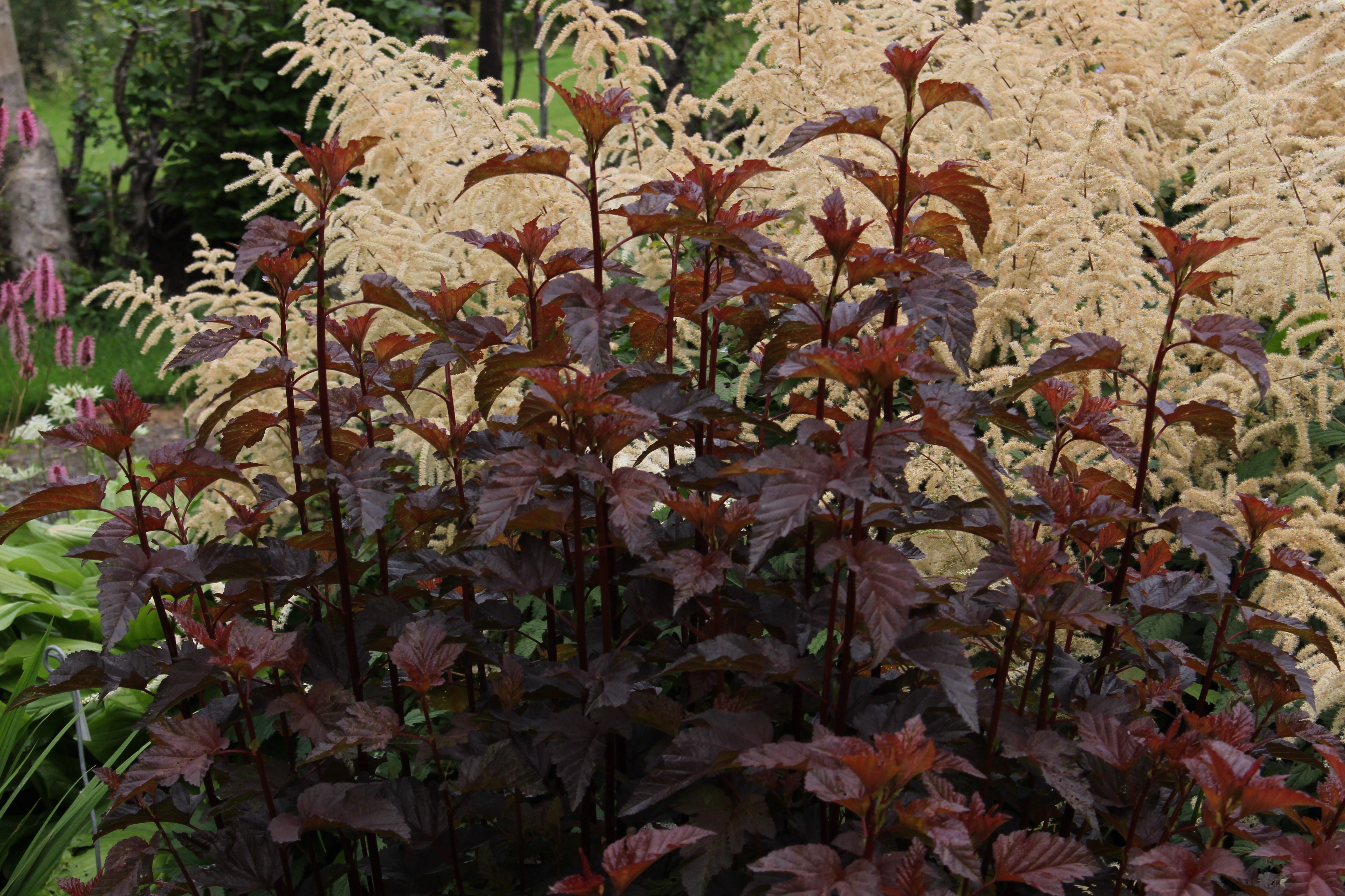 Physocarpus opulifolius LADY IN RED 'Tuilad'  Ballyrobert Gardens