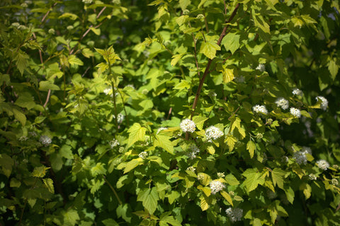 Physocarpus opulifolius 'Dart's Gold'