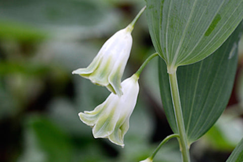 Polygonatum odoratum 'Flore Pleno' (d)