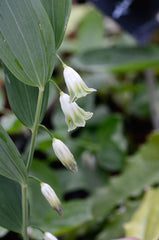 Polygonatum odoratum 'Flore Pleno' (d)