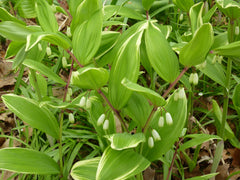Polygonatum odoratum var. pluriflorum 'Variegatum' (v)