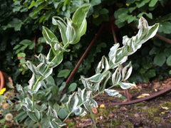 Polygonatum x hybridum 'Striatum' (v)