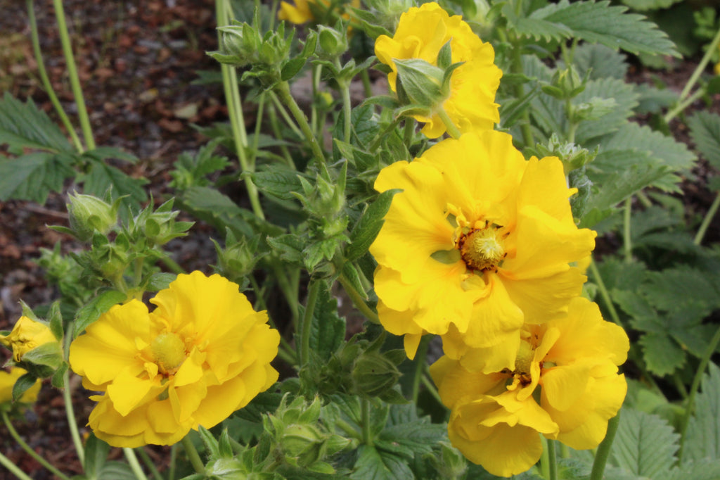 Potentilla 'Yellow Queen' Ballyrobert Gardens