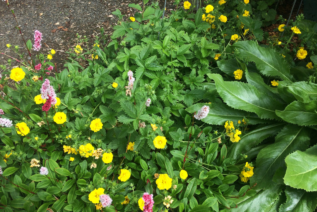 Potentilla 'Yellow Queen' Ballyrobert Gardens