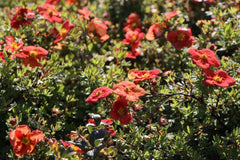 Potentilla fruticosa [Marian Red Robin] = 'Marrob'