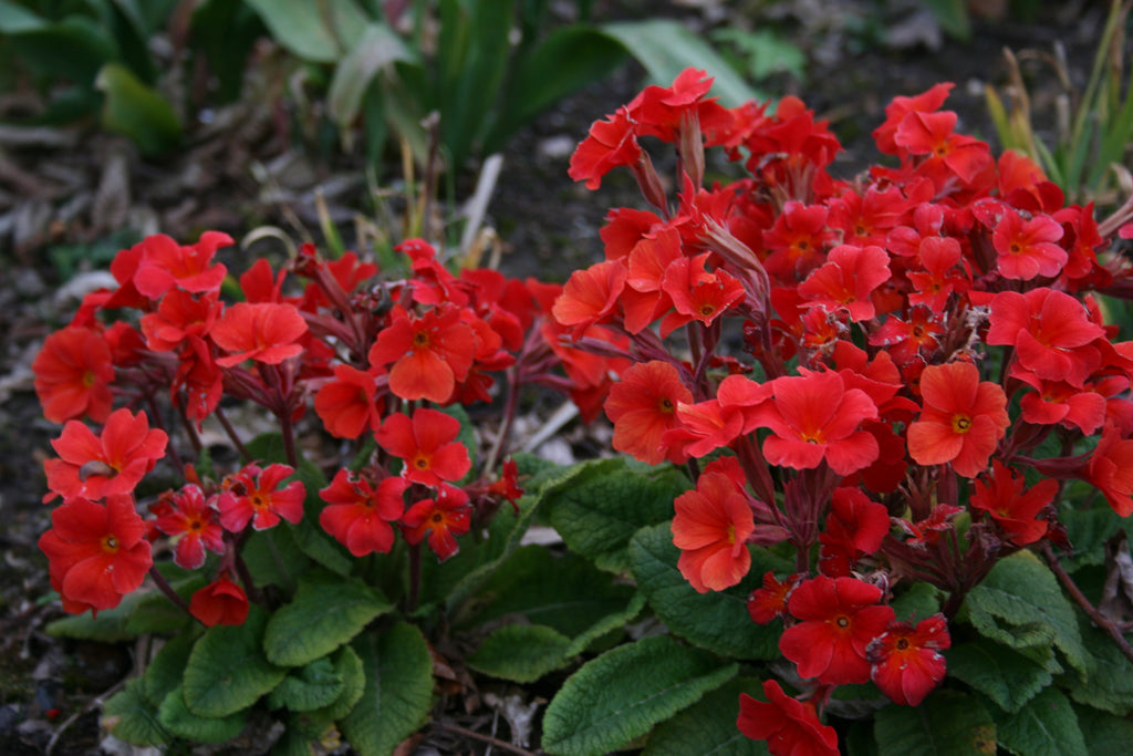 Primula 'Don Keefe' (Pr/poly) Ballyrobert Gardens