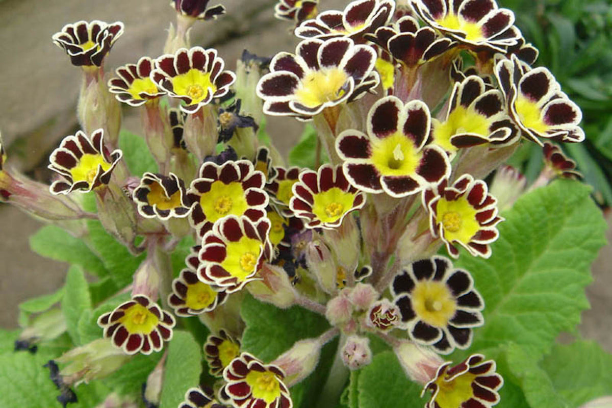 Primula Gold-laced Group (Pr-poly) – Ballyrobert Gardens