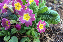 Primula Gold-laced Group (Pr-poly)