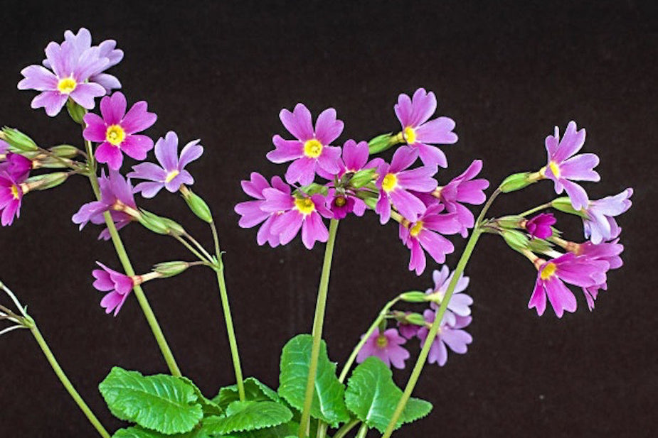 Primula auricula ’Duchess of York’ Ballyrobert Gardens