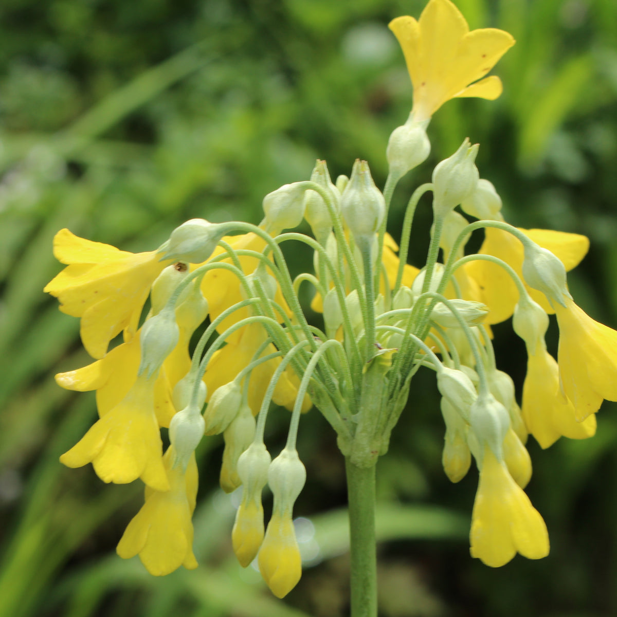 Primula florindae (Si) – Ballyrobert Gardens