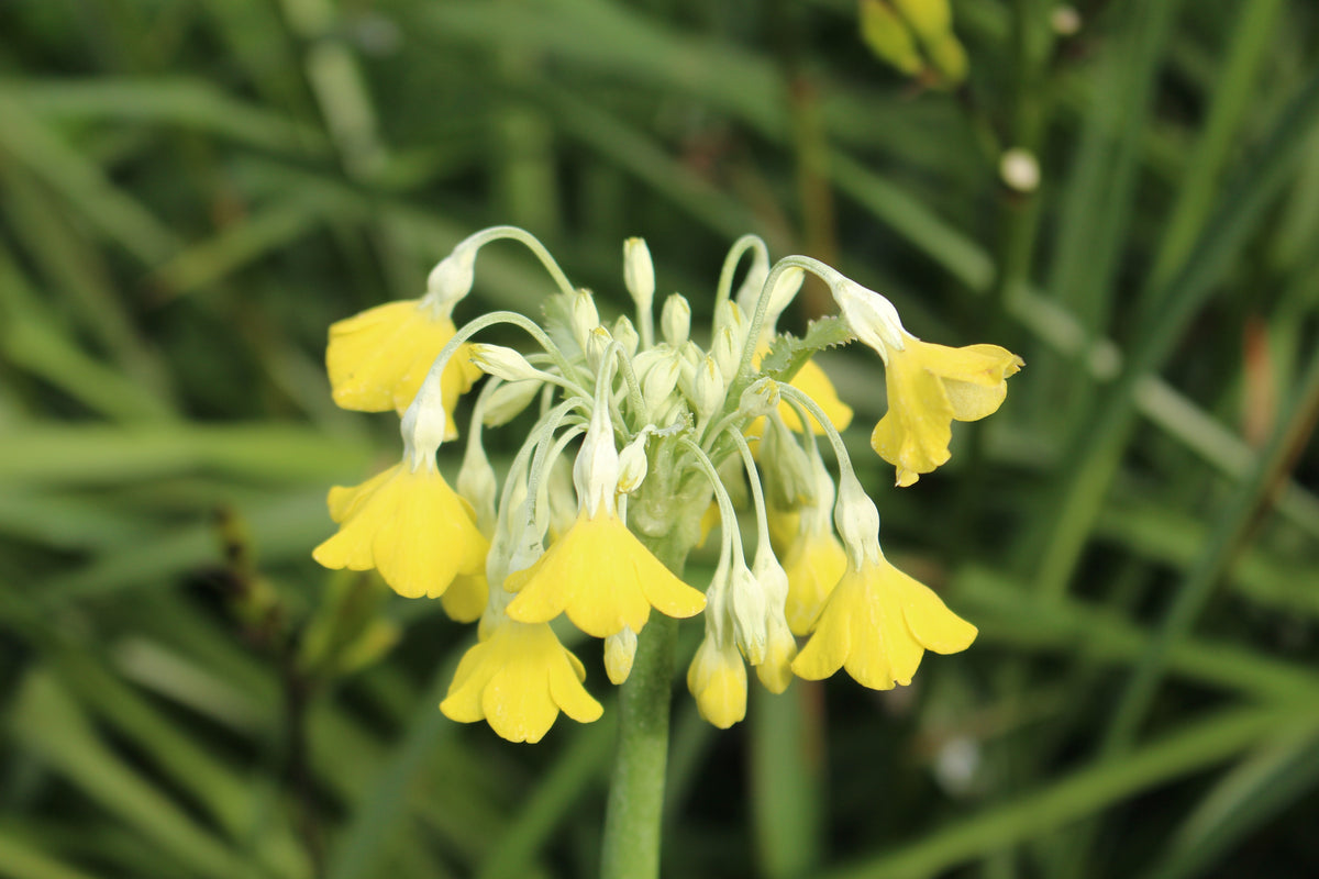 Primula florindae (Si) – Ballyrobert Gardens