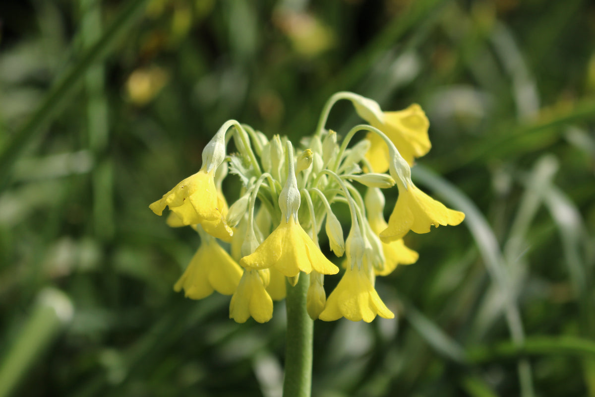 Primula florindae (Si) – Ballyrobert Gardens